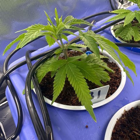 CxLAZ #31 C growlog timeline photo