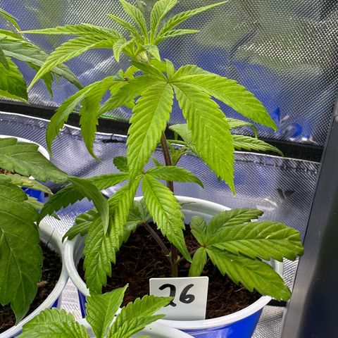 Shaman growlog timeline photo