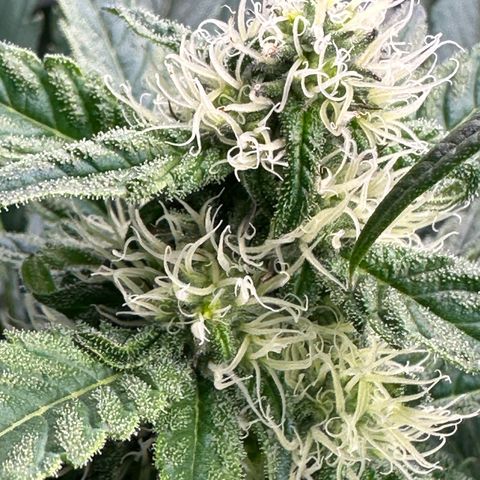 CxLAZ #31 58.75g growlog timeline photo