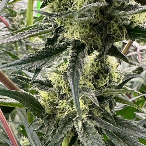 CxLAZ #31 58.75g growlog timeline photo