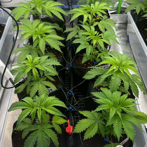 CxLAZ #16 50.72g growlog timeline photo