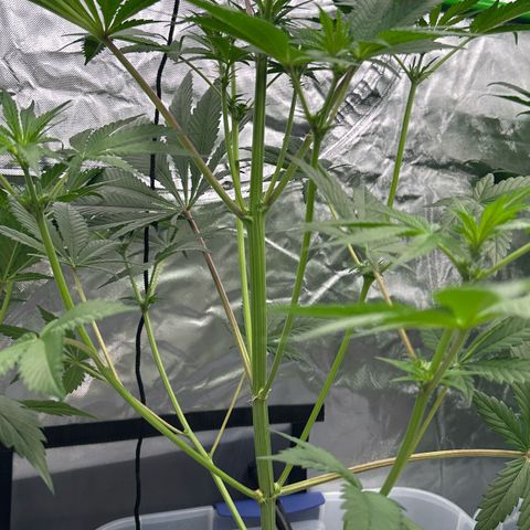 CxLAZ #16 50.72g growlog timeline photo