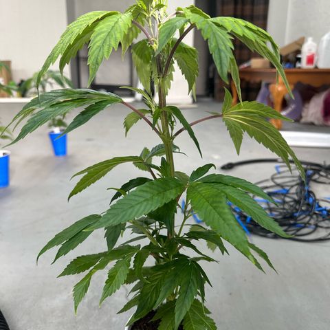 MiscxLAZ 5-4 34.63g growlog timeline photo