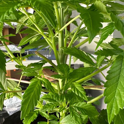 CxLAZ #16 50.72g growlog photo: Lollipoped