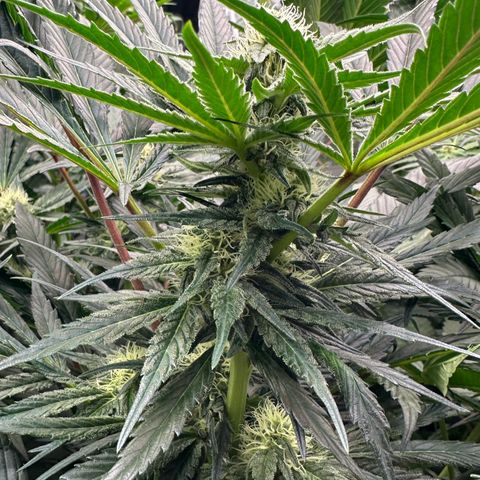 CxLAZ #15 52g growlog timeline photo