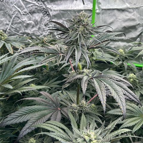 Misc x (LA Kush x Zkittles) #22 34.14g growlog timeline photo