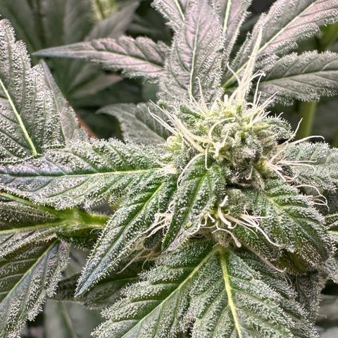 CxLAZ #16 50.72g growlog timeline photo