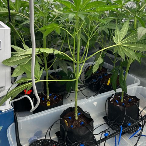 CxLAZ #16 50.72g growlog timeline photo