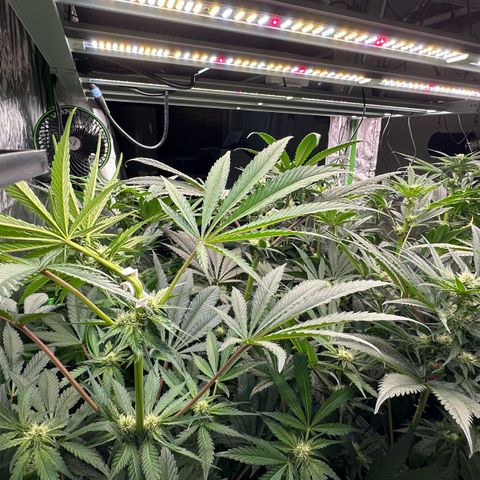 CxLAZ #16 50.72g growlog photo: Top training 