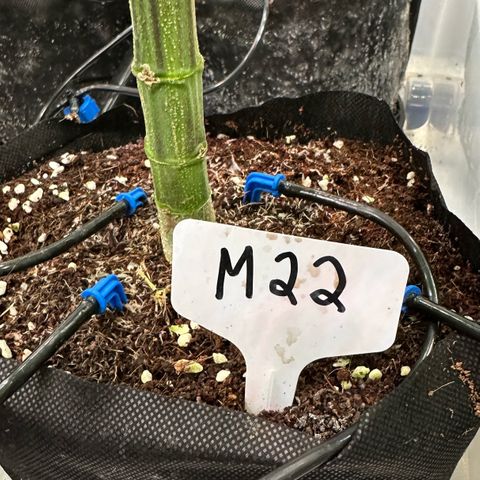 Misc x (LA Kush x Zkittles) #22 34.14g growlog timeline photo