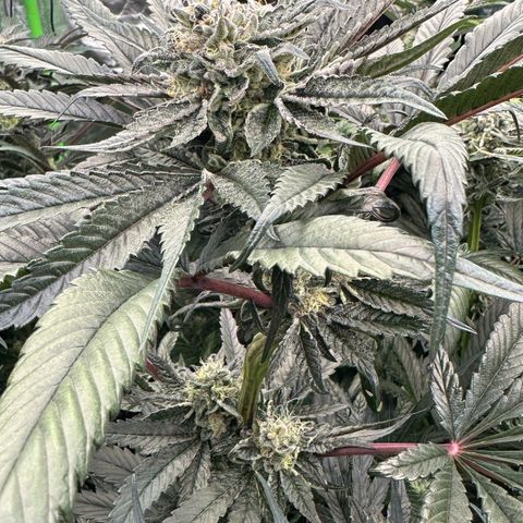 Misc x (LA Kush x Zkittles) #27 33.12g growlog timeline photo