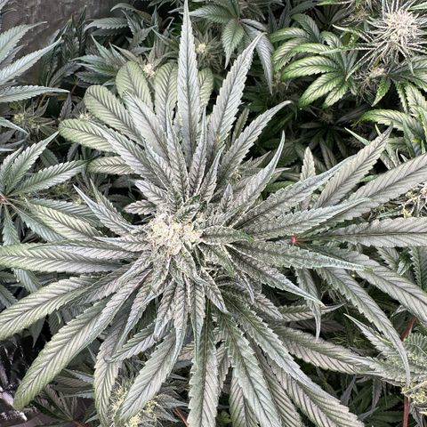 Misc x (LA Kush x Zkittles) #27 33.12g growlog timeline photo