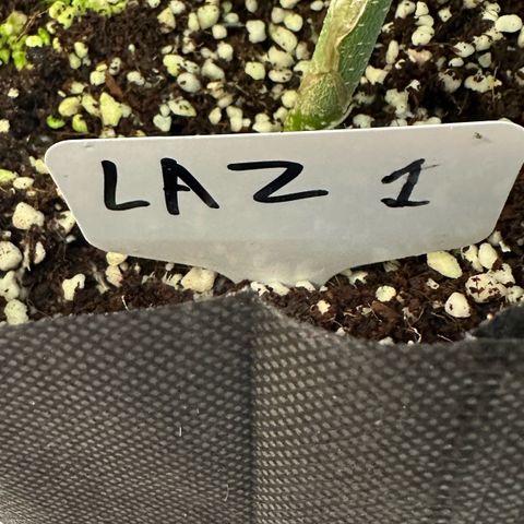 CxLAZ #16 50.72g growlog photo: Lollipoped