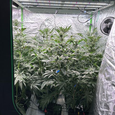 CxLAZ #16 50.72g growlog timeline photo