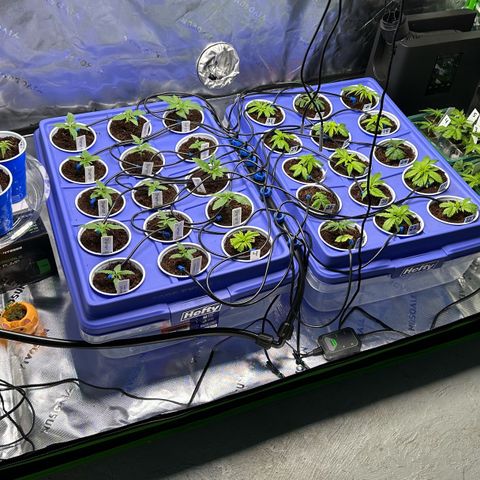 Shaman growlog timeline photo