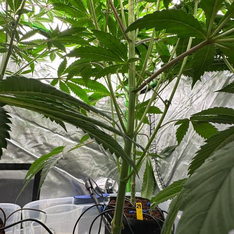 CxLAZ #16 50.72g growlog timeline photo