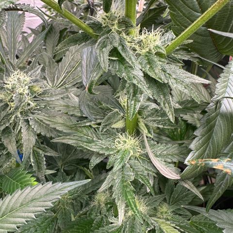 Misc x (LA Kush x Zkittles) #04 10.54g growlog timeline photo