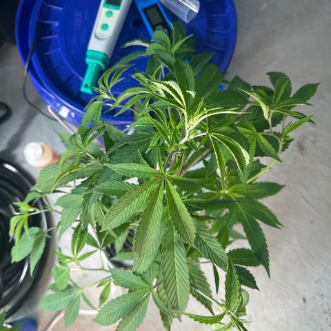 MiscxLAZ #08 C #1 growlog timeline photo