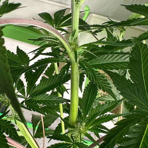 CxLAZ #16 50.72g growlog timeline photo