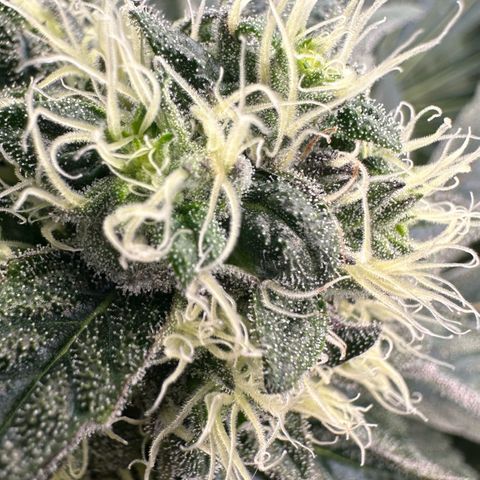 CxLAZ #14 53.59g growlog timeline photo