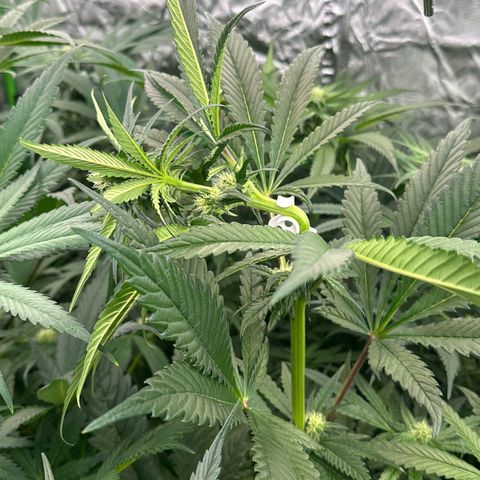 CxLAZ #16 50.72g growlog photo: Trained top