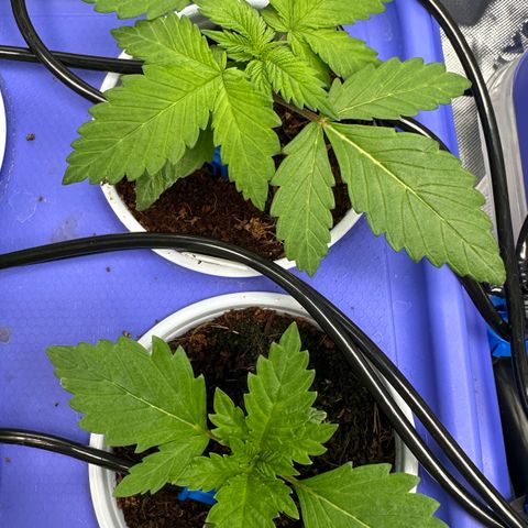 Shaman growlog timeline photo
