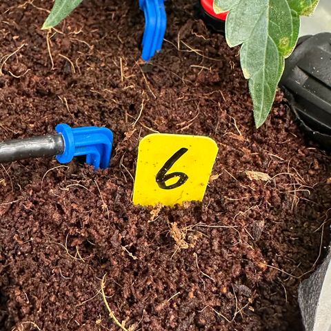 CxLAZ #06 growlog timeline photo