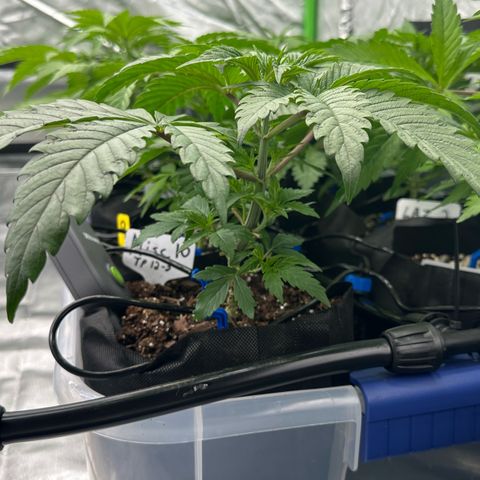 CxLAZ #16 50.72g growlog timeline photo
