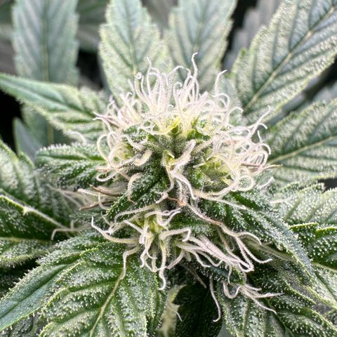 CxLAZ #16 50.72g growlog photo: Stacking nicely 9 heads
