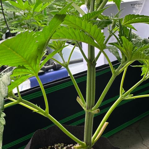 CxLAZ #16 50.72g growlog photo: Lollipoped