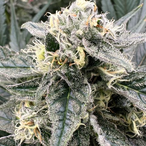 CxLAZ #31 58.75g growlog timeline photo