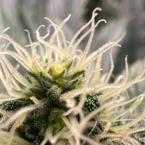 CxLAZ #15 52g growlog timeline photo