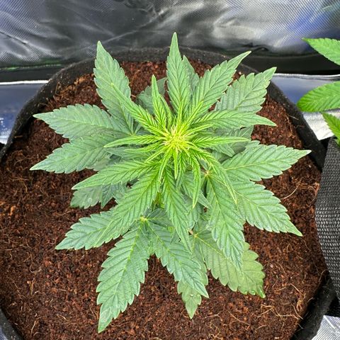 Auto Think Different  #3 growlog timeline photo