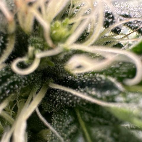 CxLAZ #15 52g growlog timeline photo