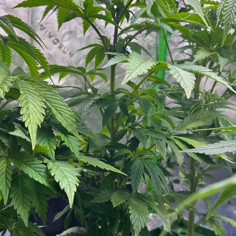 Fuel D.OG #2 Female 49.44g M growlog timeline photo