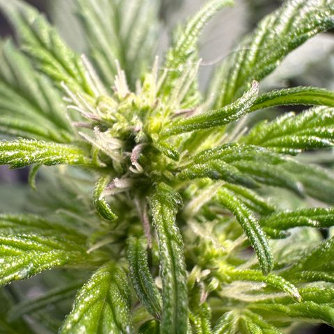Auto Think Different  #1 growlog timeline photo
