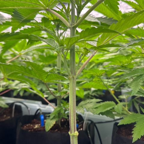 CxLAZ #16 50.72g growlog photo: Lollipoped