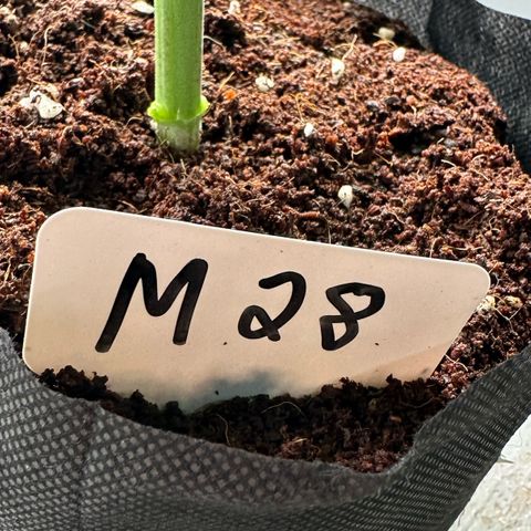 CxLAZ #16 50.72g growlog photo: Lollipoped