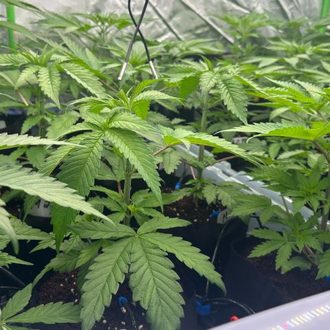 CxLAZ #16 50.72g growlog timeline photo