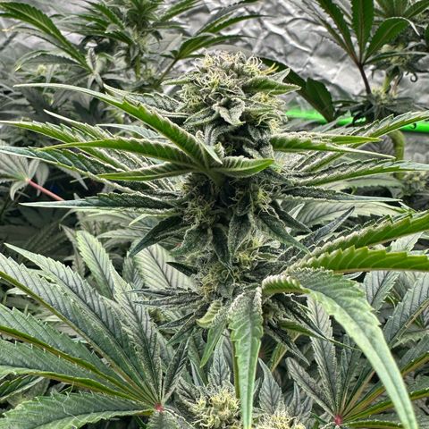 Misc x (LA Kush x Zkittles) #26 60.7g growlog timeline photo