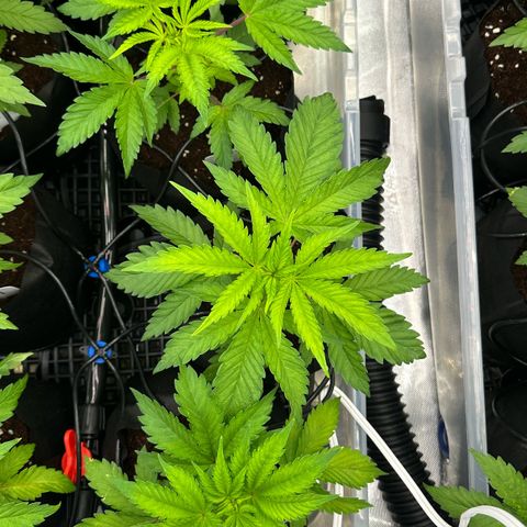 CxLAZ #16 50.72g growlog timeline photo