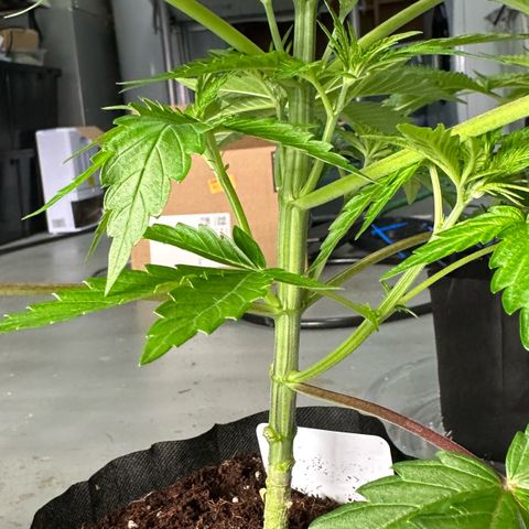CxLAZ #16 50.72g growlog timeline photo