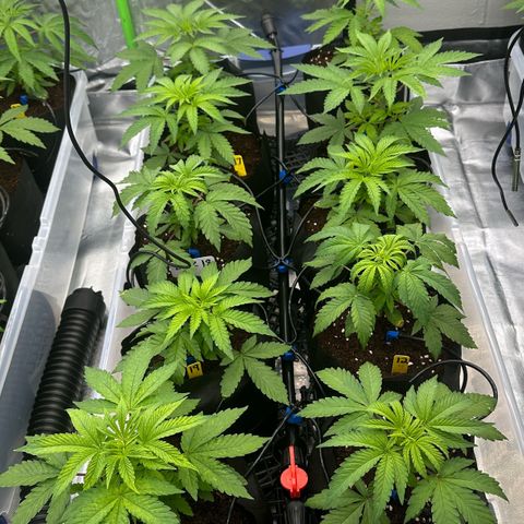 CxLAZ #16 50.72g growlog timeline photo