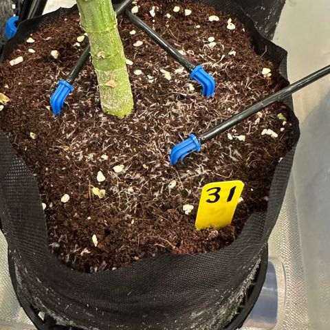 CxLAZ #31 58.75g growlog timeline photo