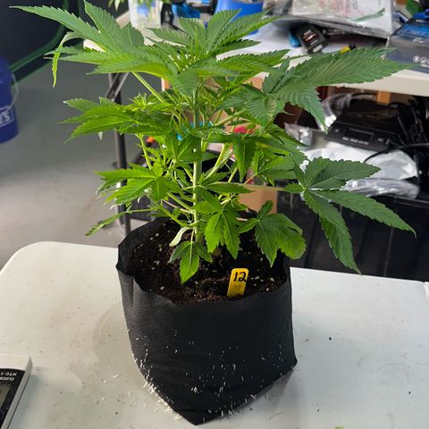 CxLAZ #16 50.72g growlog photo: Lollipoped