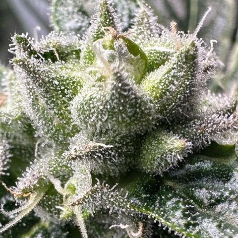 Misc x (LA Kush x Zkittles) #26 60.7g growlog timeline photo