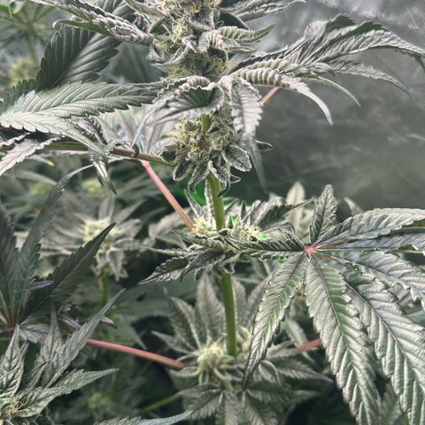 Misc x (LA Kush x Zkittles) #34 15.68g growlog timeline photo
