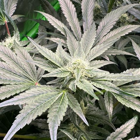 CxLAZ #20 13.7g growlog timeline photo