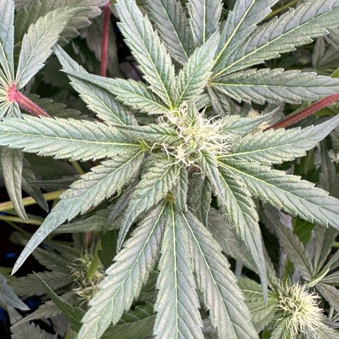 CxLAZ #03 45.52g growlog photo: Pollen sac from training on Tuesday