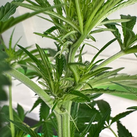 CxLAZ #16 50.72g growlog timeline photo